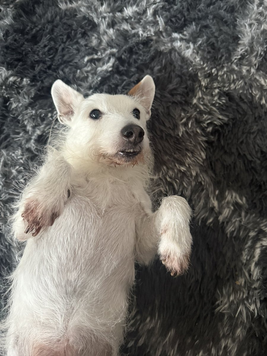 Pod the 3 legged wonder tweet media