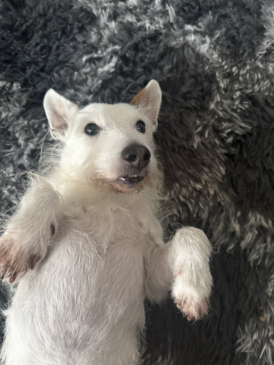 Pod the 3 legged wonder tweet media