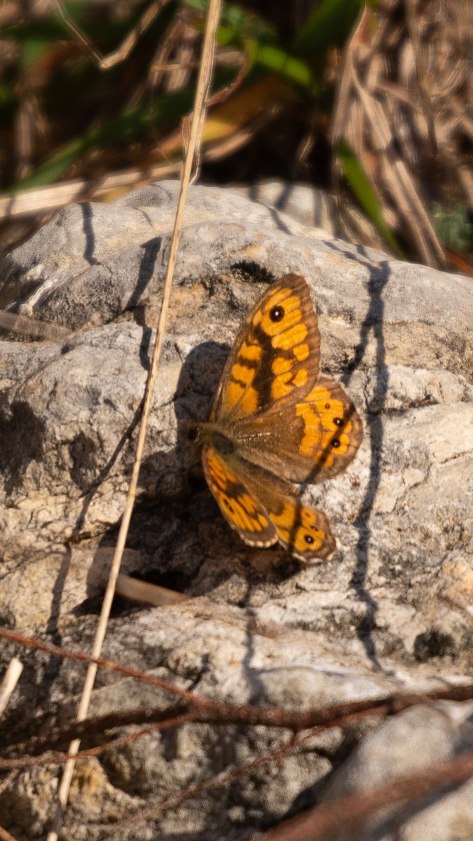 A 1 200 m de altitud, en la helada mañana del 29 de diciembre observé mi última mariposa burgalesa de 2024. Un macho de saltacercas o /Lasiommata megera/ estiraba así considerablemente la temporada en la que es más habitual encontrar imagos de la especie. ¿Otra señal de alerta?