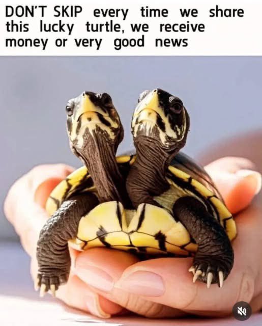 manifestpower4X's tweet image. Put 11:11✨ To Claim It!!✨🍀