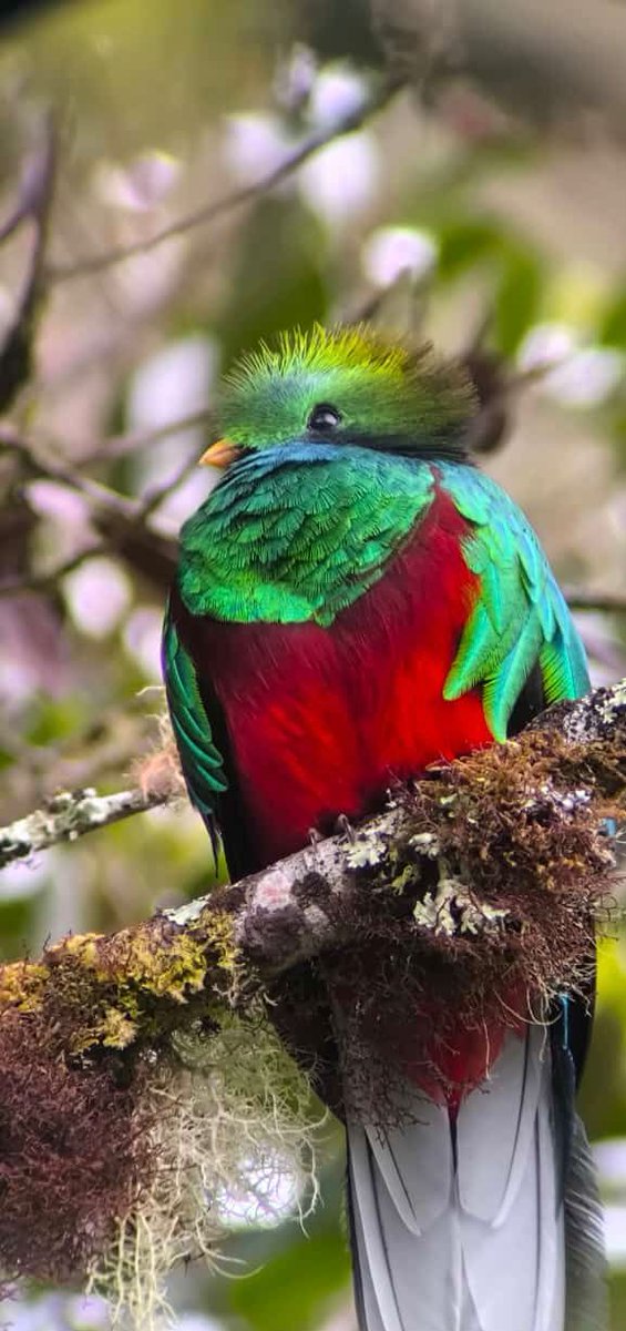 The magical #quetzal #CostaRica