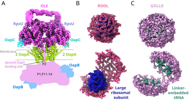 RonBreaker's tweet image. #ncRNA molecules are stranger than you think. We propose that OLE RNA is bacteria's functional mimic of
#mTOR. The Das lab at Stanford proposes OLE RNA penetrates cell membranes! They also find that RNAs we called ROOL and GOLLD form 8-membered nanocages. biorxiv.org/content/10.110…
