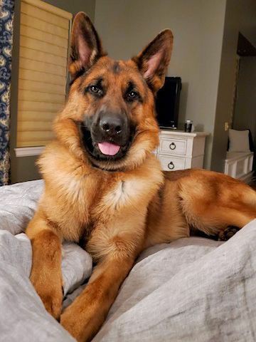 I need 100 hellos German shepherd Lovers