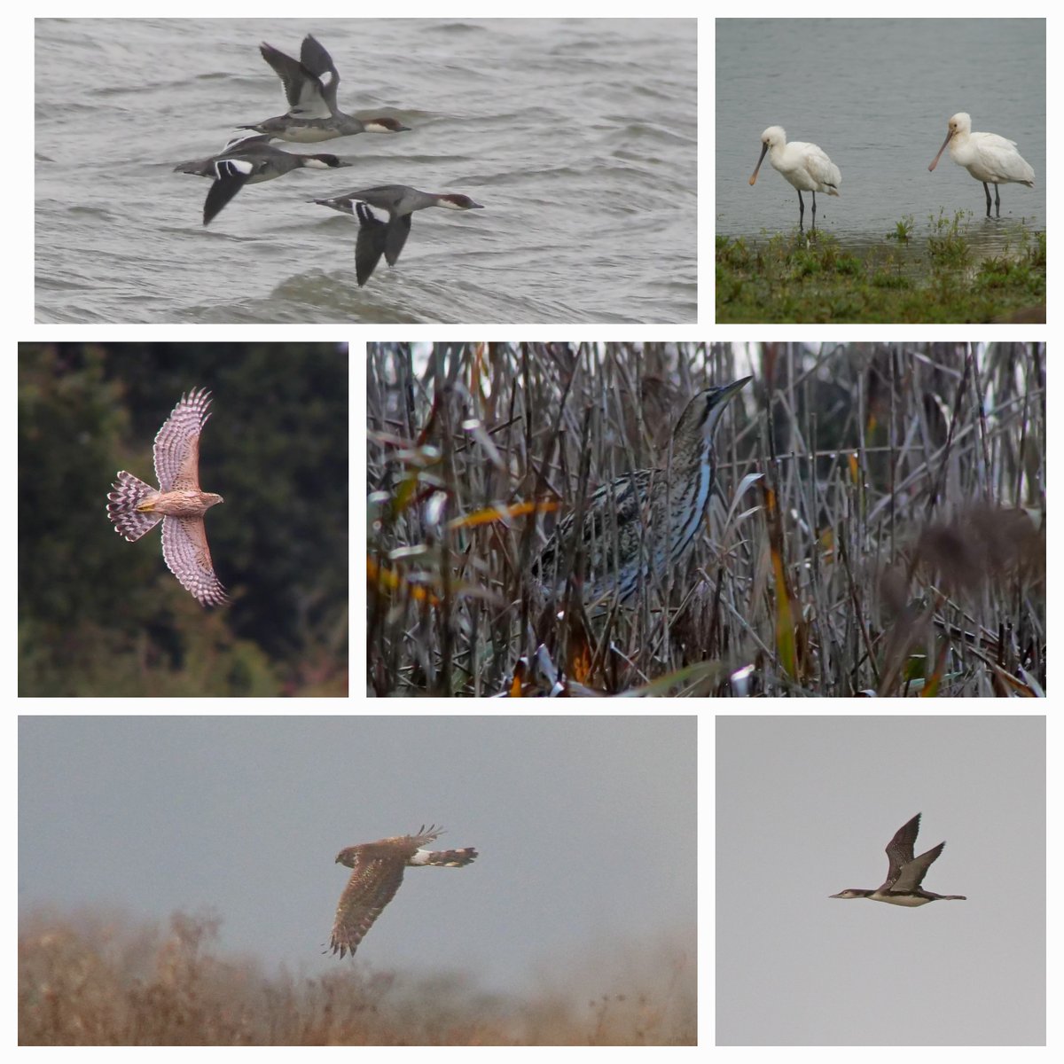 BELVIDE BIRDING𓅪 tweet media