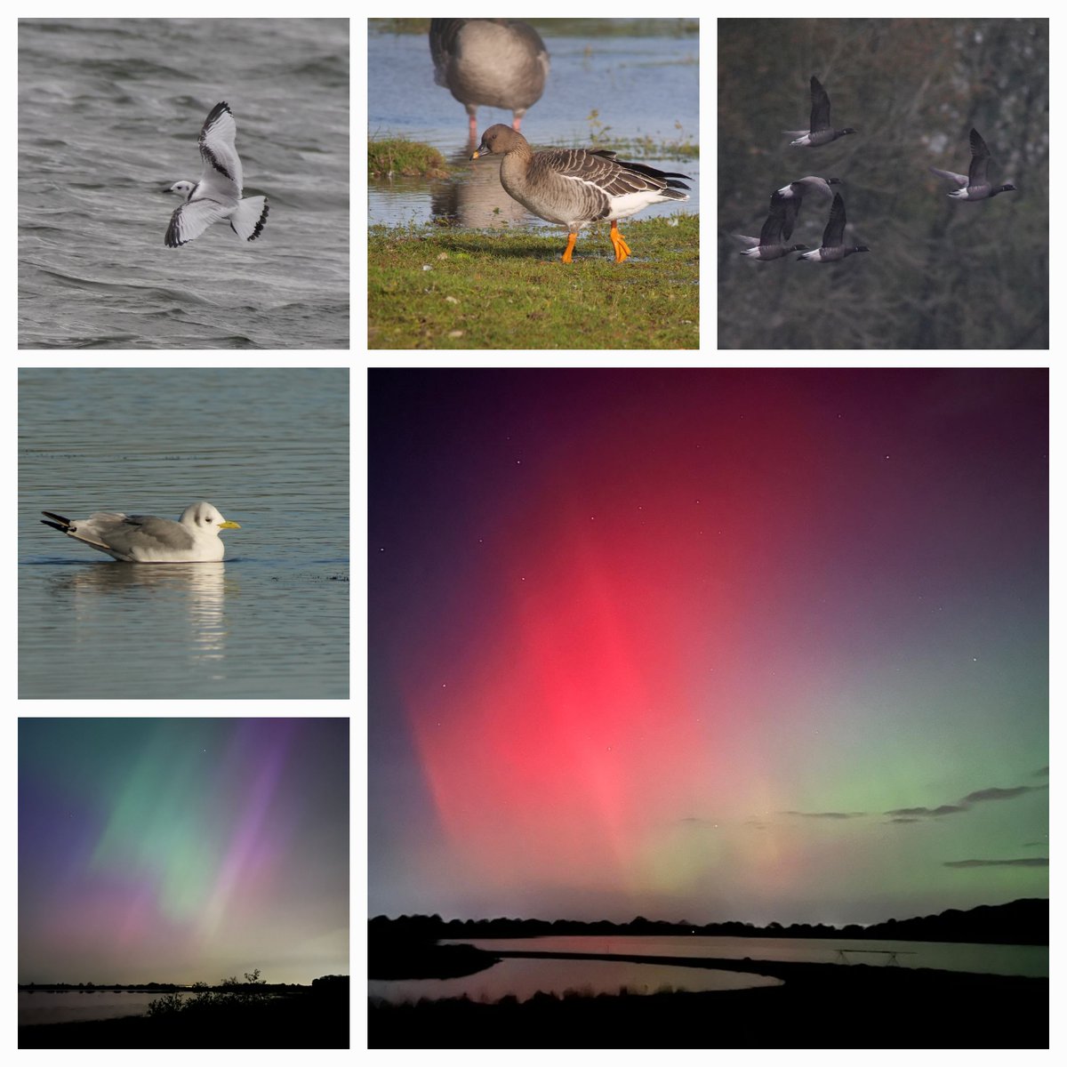 BELVIDE BIRDING𓅪 tweet media