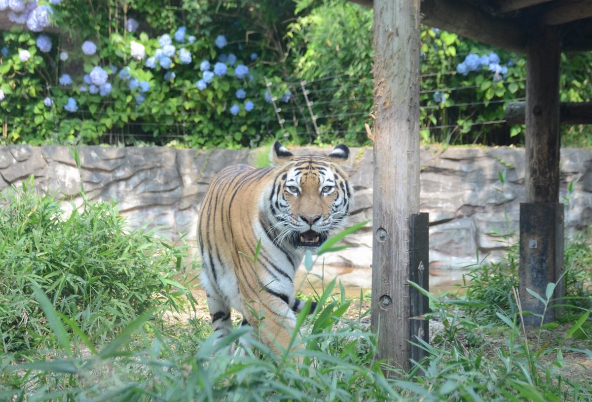imo2gou's tweet image. 今年の4枚。もっと上手くなるよう精進します。年明けに雪の動物園行くつもりなので楽しみ。