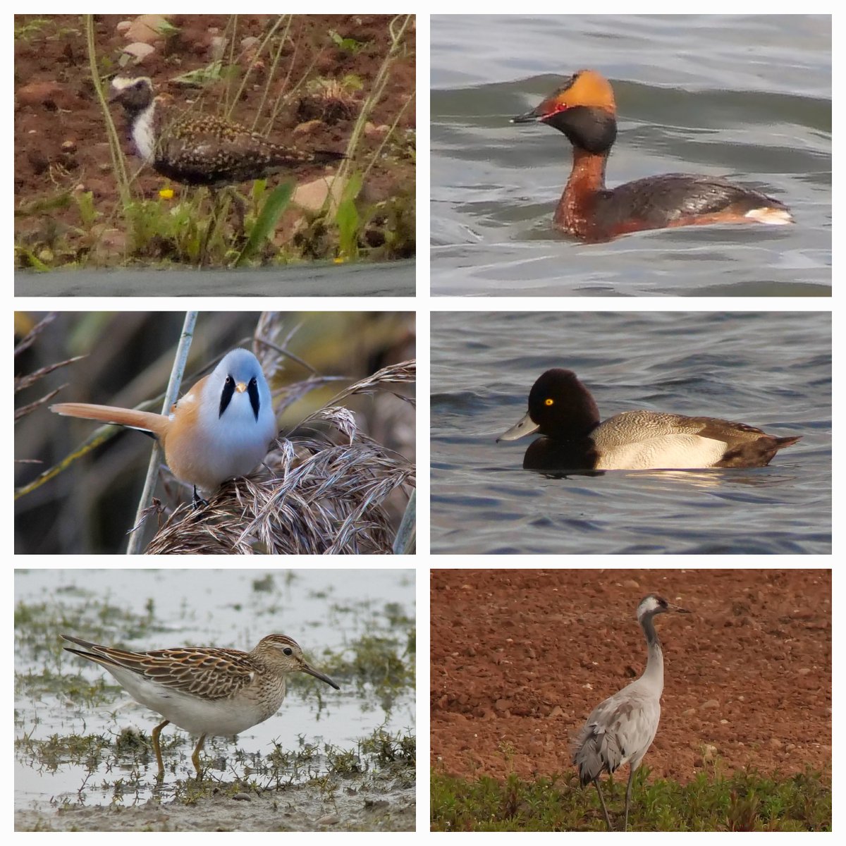 BELVIDE BIRDING𓅪 tweet media