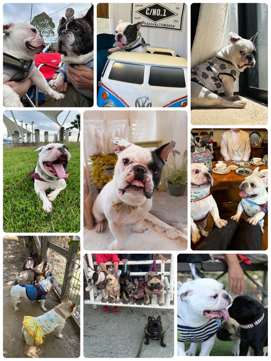 2024 ありがとう✨

#フレンチブルドッグ
#ふれぶる
#frenchbulldog 
#犬のいる暮らし
#犬仲間