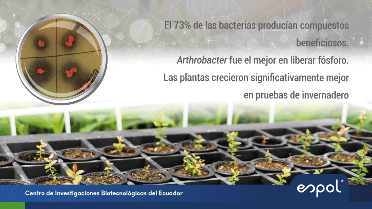 cibe_espol's tweet photo. 📢 ¡Avance científico!
El Msc. Vera publicó un estudio sobre microorganismos antárticos 🌱❄️ como #Arthrobacter, que mejoran el crecimiento vegetal liberando fósforo en suelos difíciles, reduciendo fertilizantes químicos.
📖 Lee más: https://t.co/FfaCHbXXM3 https://t.co/MfjOQQcQf2