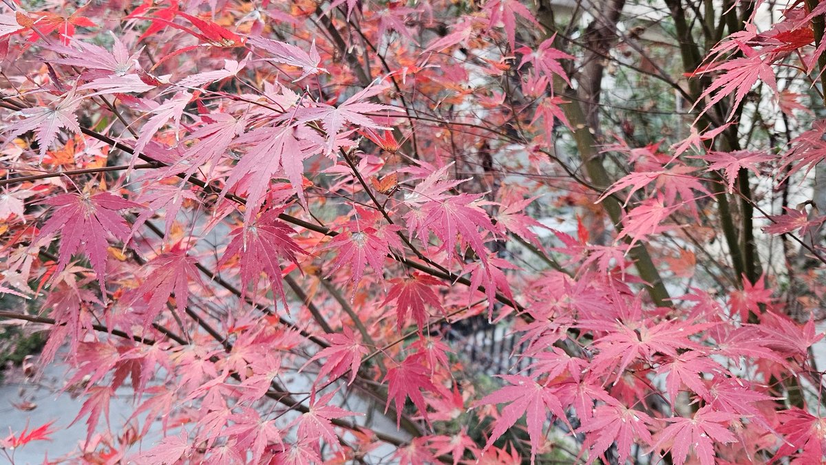 davefcxi's tweet image. 静候2025，25年不要有二五仔！