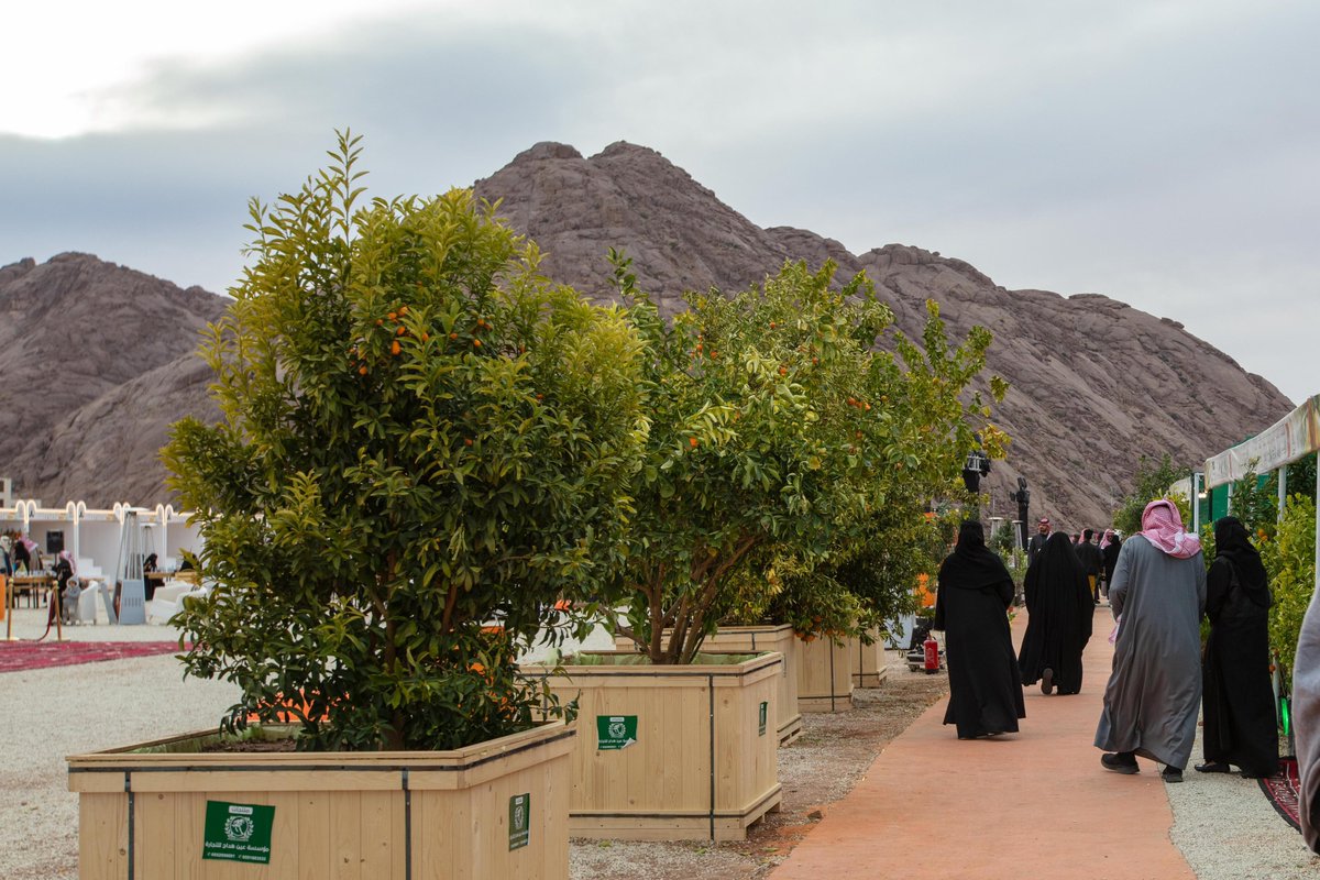 Hail_2030sa's tweet photo. اليوم هو اليوم الأخير لمهرجان #حمضيات_حائل 2024 في نسخته الرابعة، الذي أُقيم في ممشى الفجر في #حائل. شهد المهرجان إقبالًا واسعًا من الزوار والسيّاح من داخل المملكة وخارجها. https://t.co/EGGa13aaaB