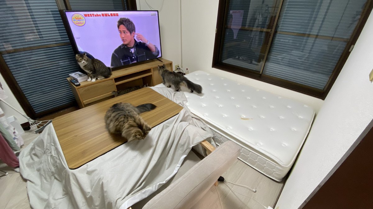 niraitamenabe's tweet photo. めっちゃ頑張って片付けてテレビ台組み立てなべしながら配信みてる❤️
2024年もありがとうございました❗️
来年もよろしくね🫶 https://t.co/cw8rBgvBpc
