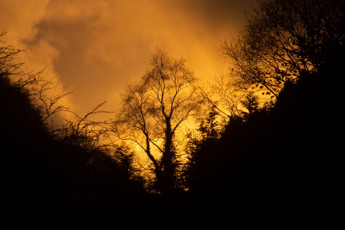 The Fire Tree.

#ceredigion #wales #cymru #landscape #photography #devoidofpeople #overlookedbeauty #winter #december #sundown #machlud #tree #firetree #fireinthesky #twentytwentyfour #ruralwales #cymru #noicemag #ruralbritain #landscapephotography #countryside #happynewyear