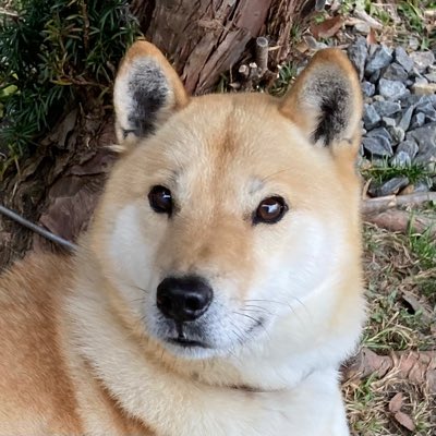 ろっきい (@hirockyz) / Posts / X