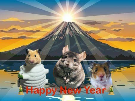 チンチラのまる🐭 (@maru_7pui) / Posts / X