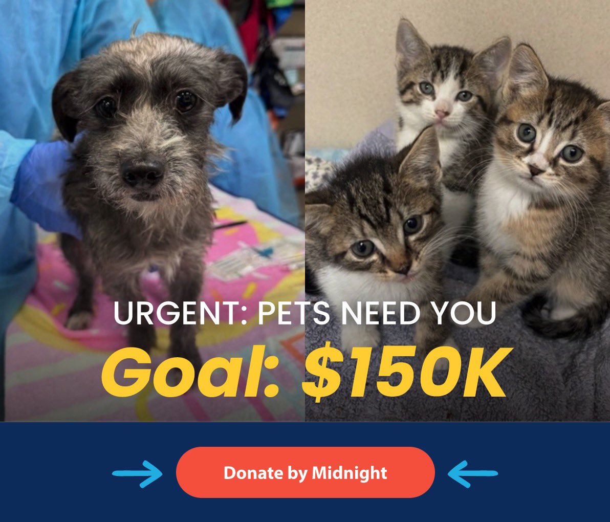 We have just hours left to meet our goal! Please visit bideawee.org and donate today to help us give homeless animals a bright future in 2025. ✨