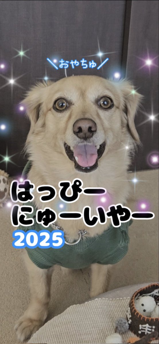 ayalamby's tweet photo. SHARPと新年のご挨拶🎍
犬用おせちであけおめ😋

#今年もよろしくお願いします
#チワックス #いぬのきもち
#いぬのいる暮らし
#犬のいる生活 #犬との日常
#犬好きさんと繋がりたい https://t.co/bQ1UXC5z4M