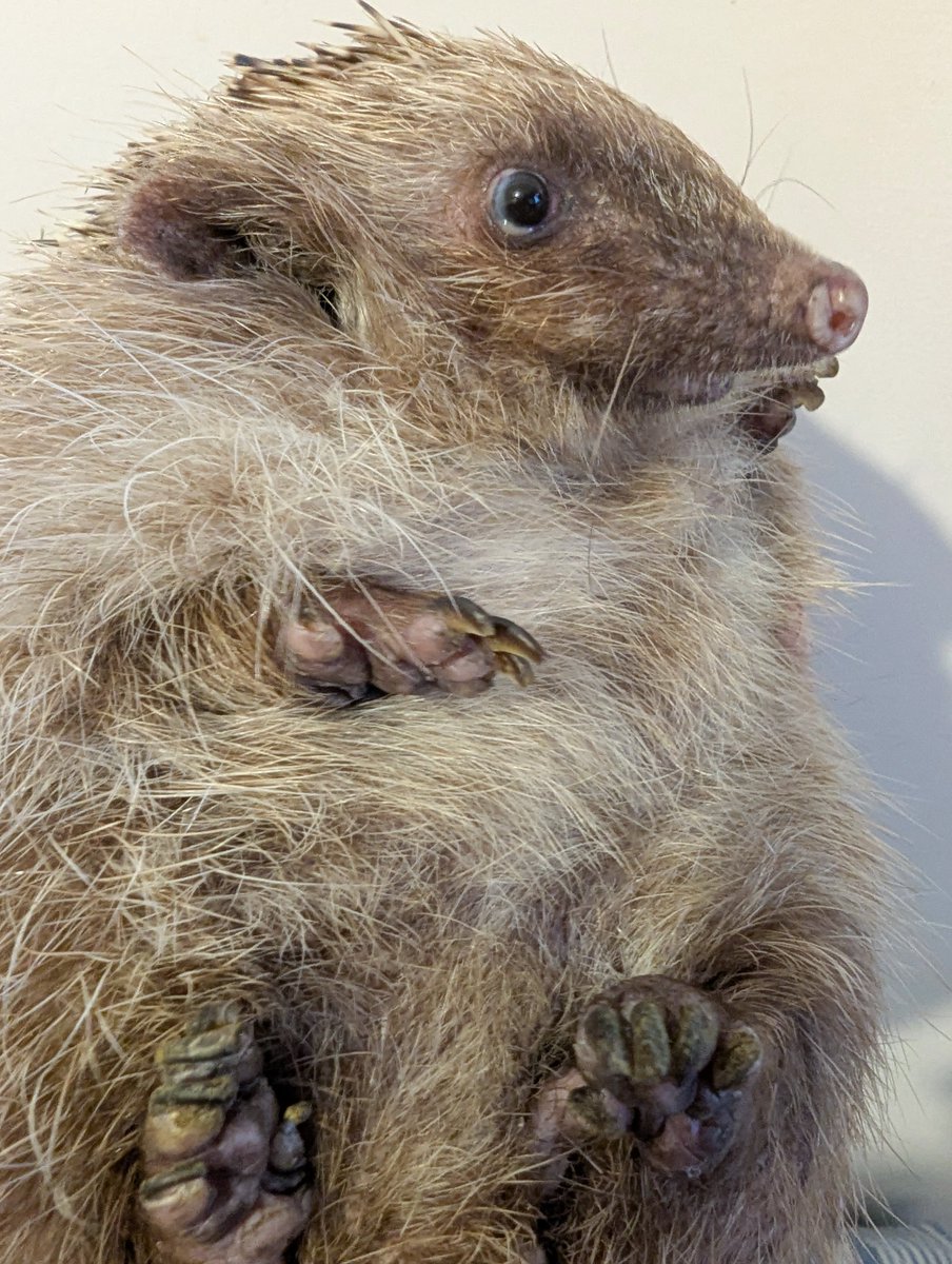 🦔 Erinaceus France tweet media