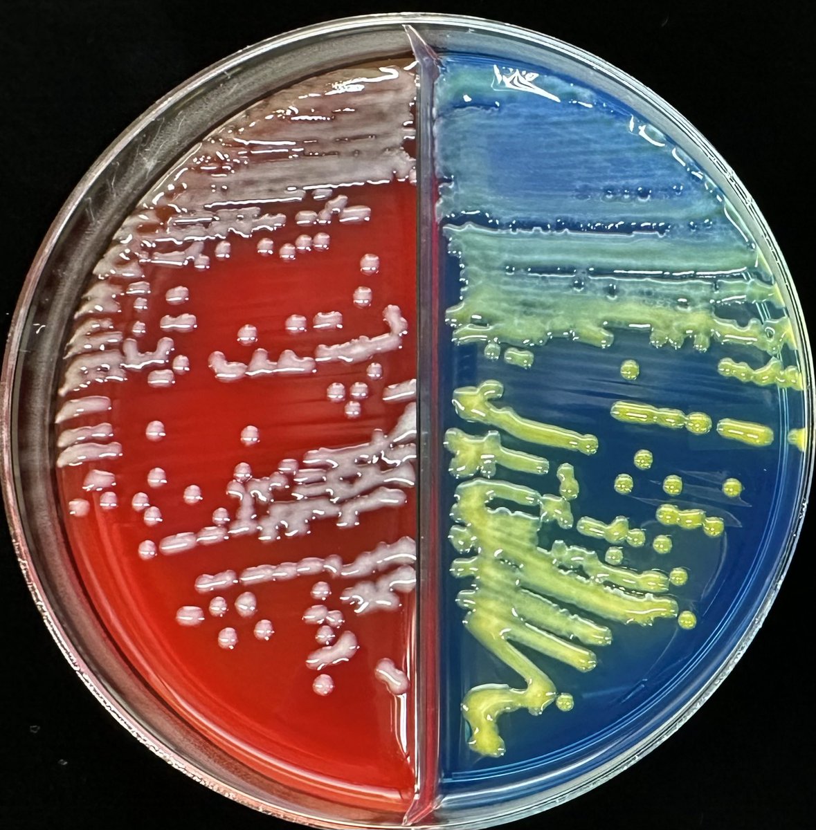 DraWataru's tweet photo. Happy New Year, Microbiology Family...🧫🔬🇯🇵 https://t.co/Weo0rvbVHw