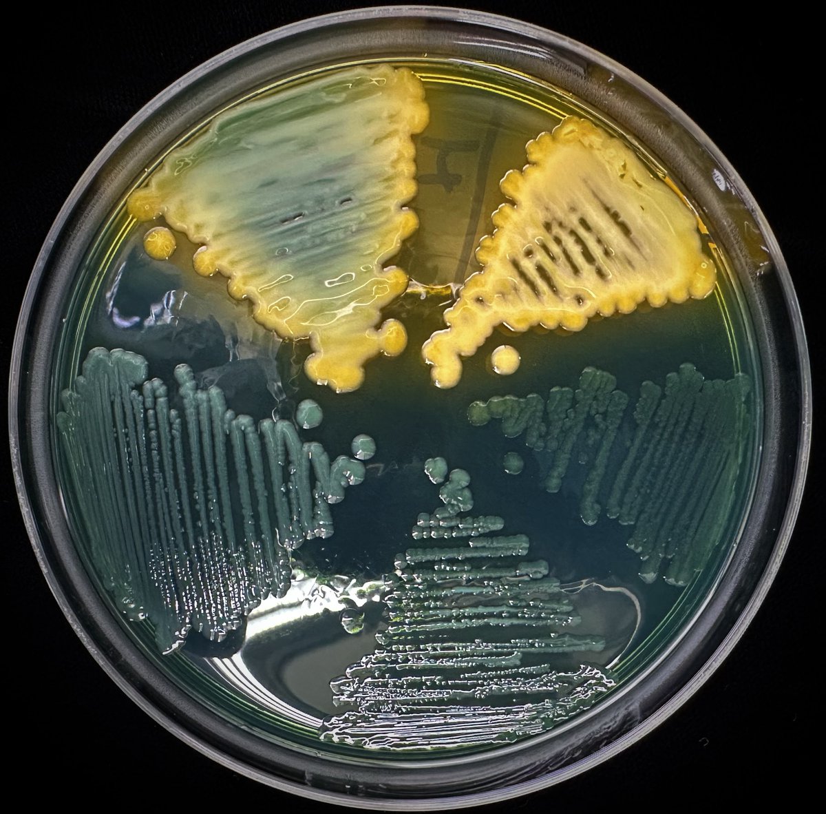 DraWataru's tweet photo. Happy New Year, Microbiology Family...🧫🔬🇯🇵 https://t.co/Weo0rvbVHw
