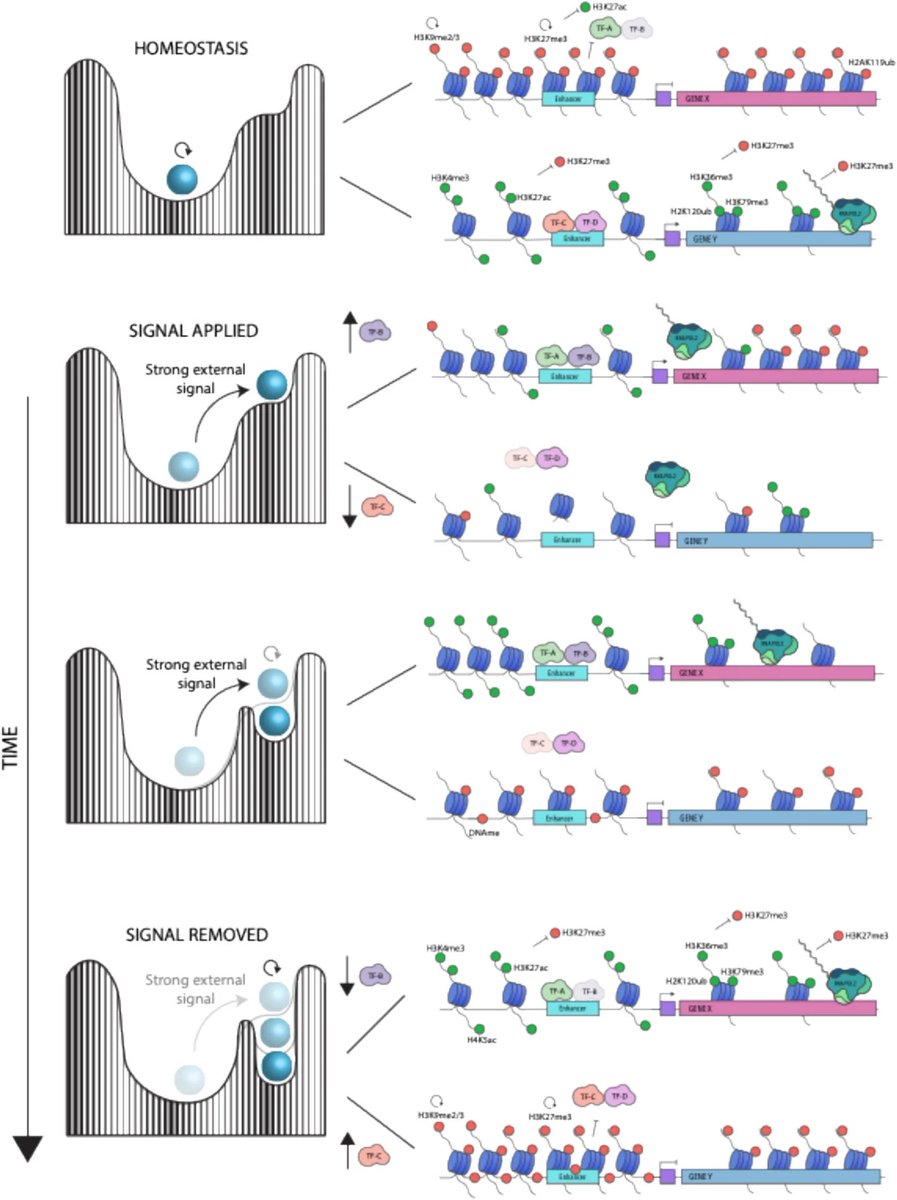 Chromatin-based memory as a self-stabilizing influence on cell identity genomebiology.biomedcentral.com/articles/10.11…