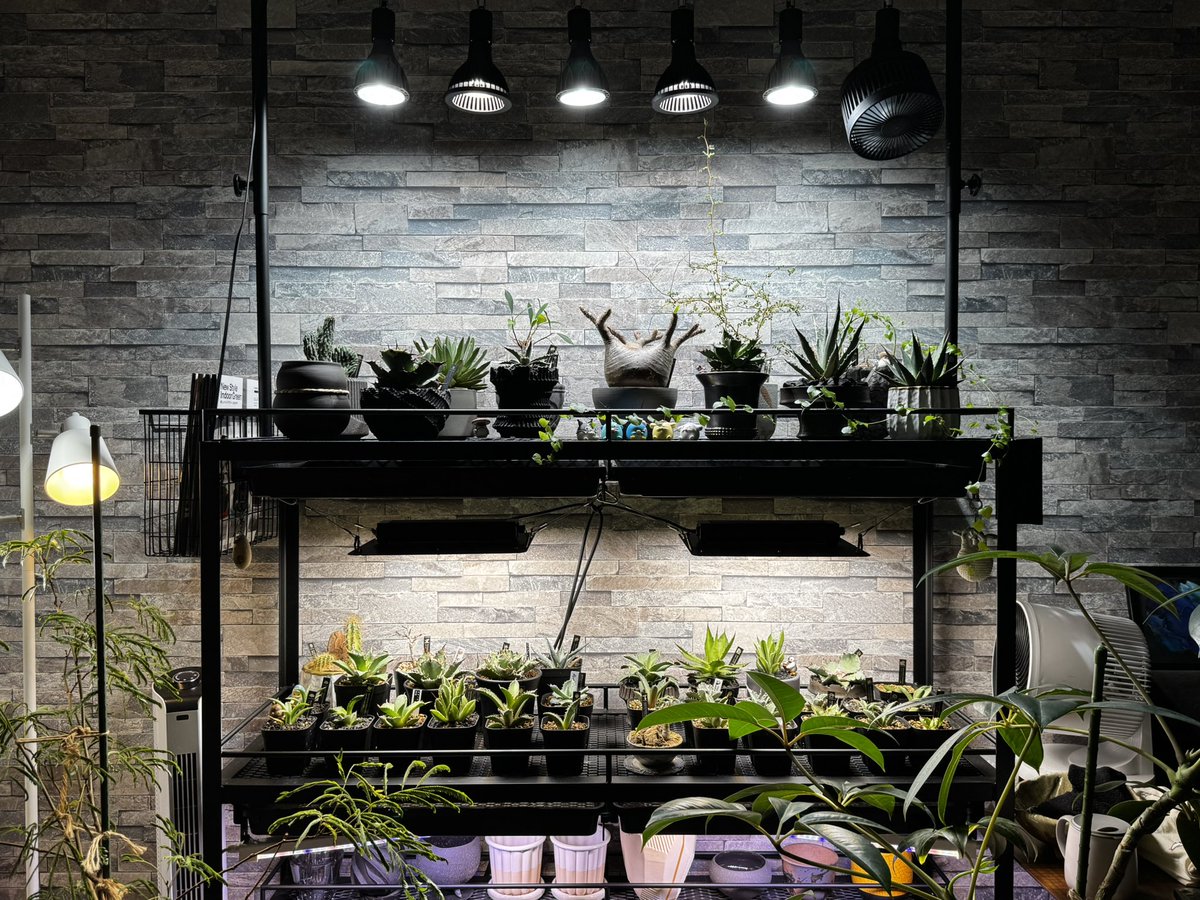 新年明けましておめでとうございます🎍

2025年も植物と共に、良い年にしていきたいと思います🌱

#新年 #お正月 #2025年