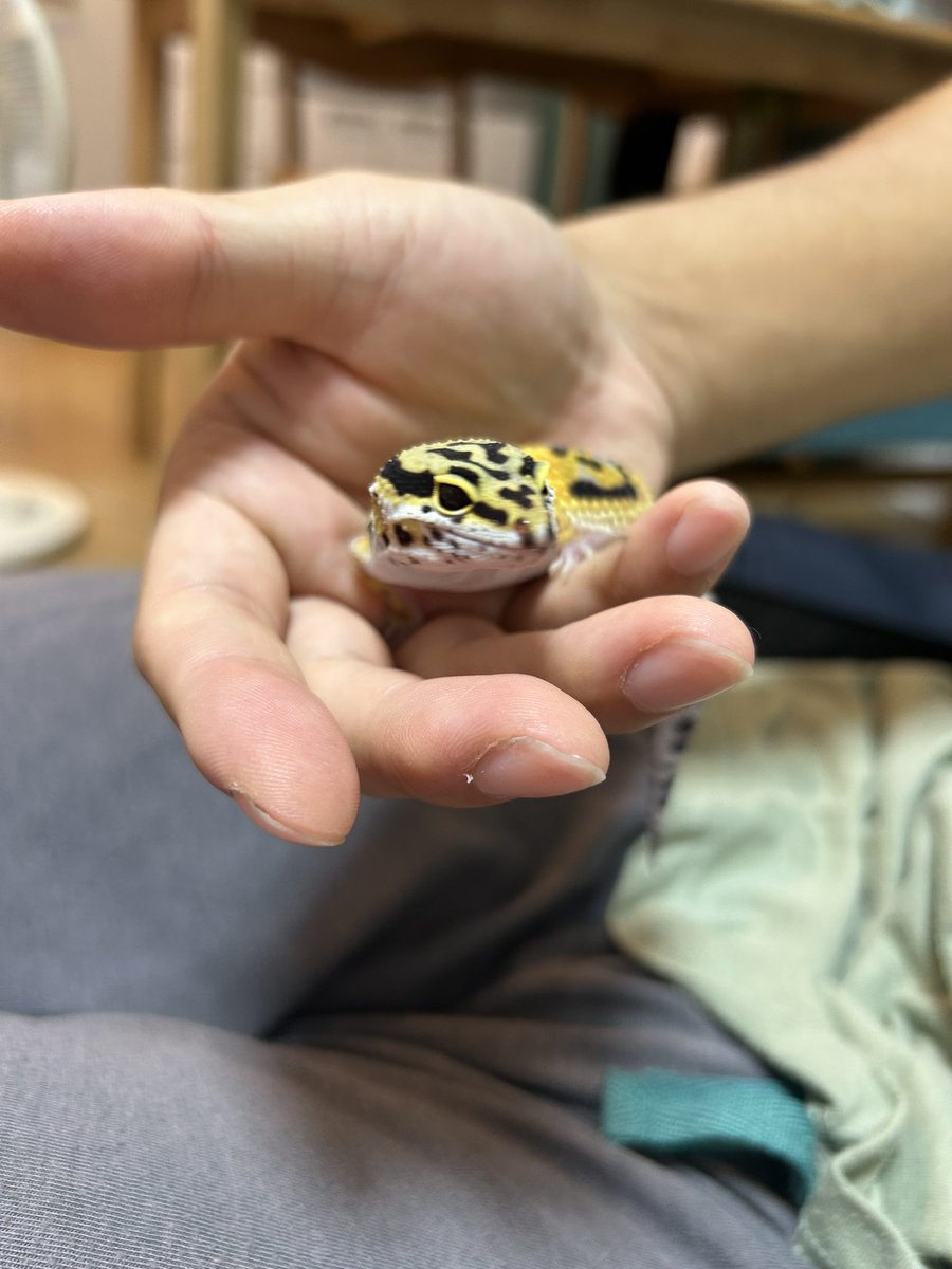 チー太郎 (@titaro_diary) on Twitter photo 今年もあけましておめでとう御座います!昨年はペットたちが増えたりと賑やかな一年でした✨今年はどんな年になるのかな?楽しみです!よろしくお願いします🎍🙇🏻♀️🧡💛🤍🤎🩶🙇🏻♀️🎍 今年もあけましておめでとう御座います!昨年はペットたちが増えたりと賑やかな一年でした✨今年はどんな年になるのかな?楽しみです!よろしくお願いします🎍🙇🏻♀️🧡💛🤍🤎🩶🙇🏻♀️🎍