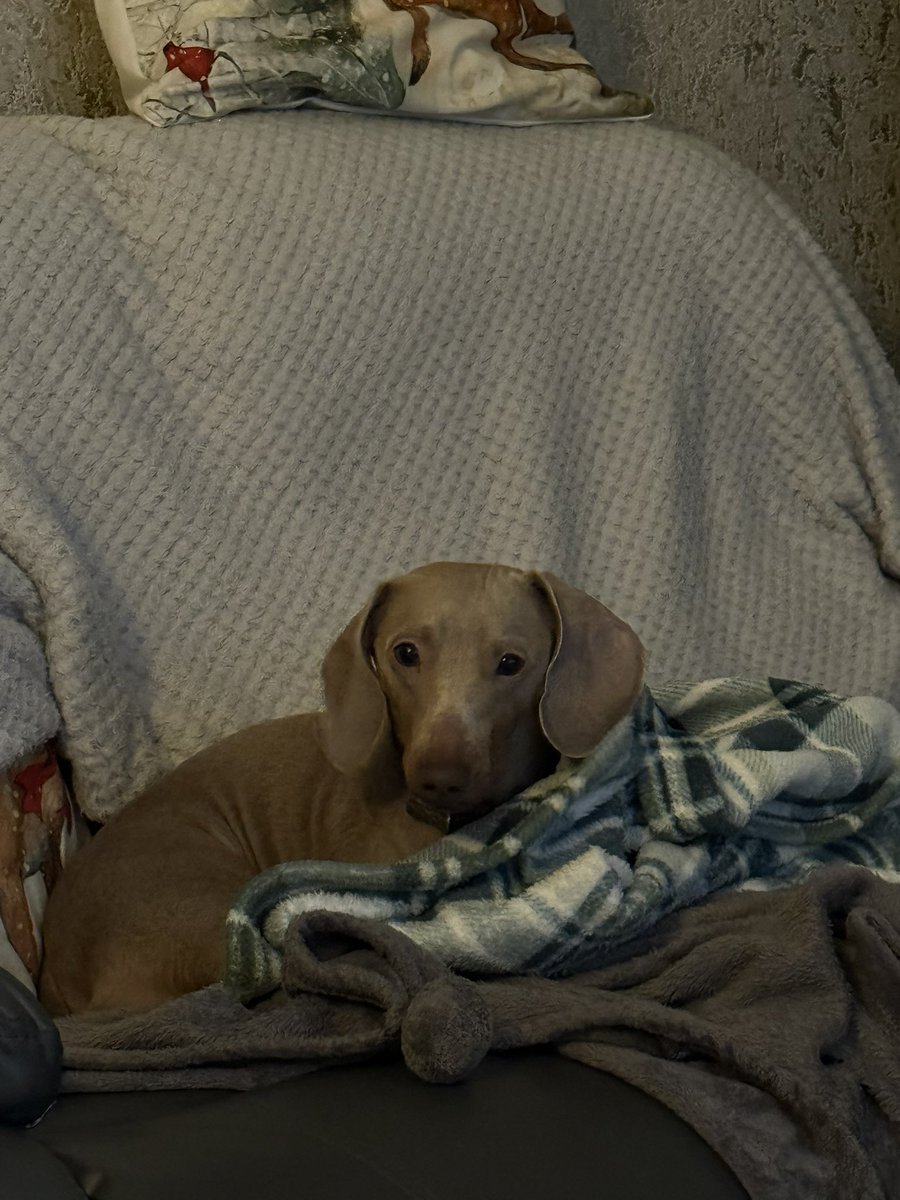 Holidogs's tweet photo. Our latest guest, Bobbi, loves a blanket or 3. https://t.co/O3ctO3qo6m
