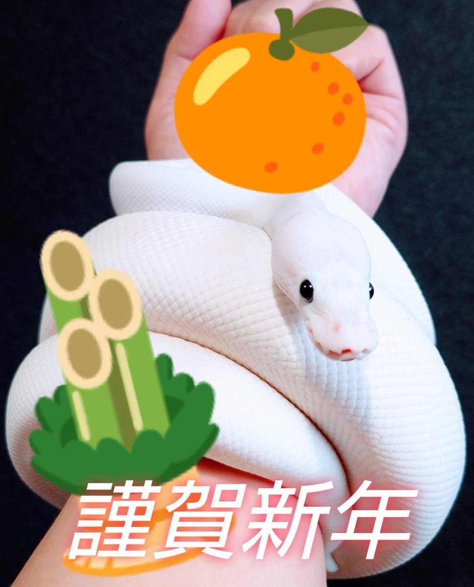 あけましておめでとうございます🐍