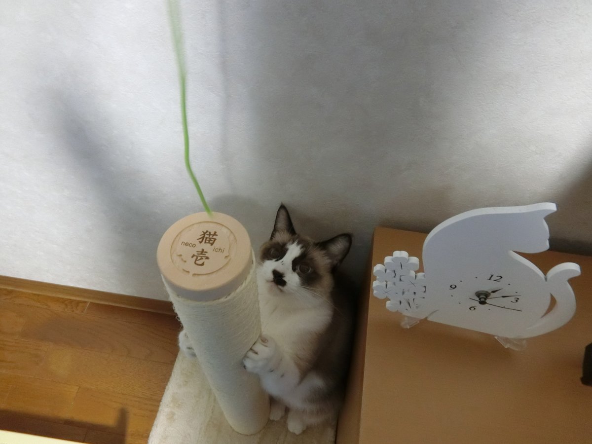 うどんはタワーより爪とぎポールで研ぐので
こっちも新しくしましたよ