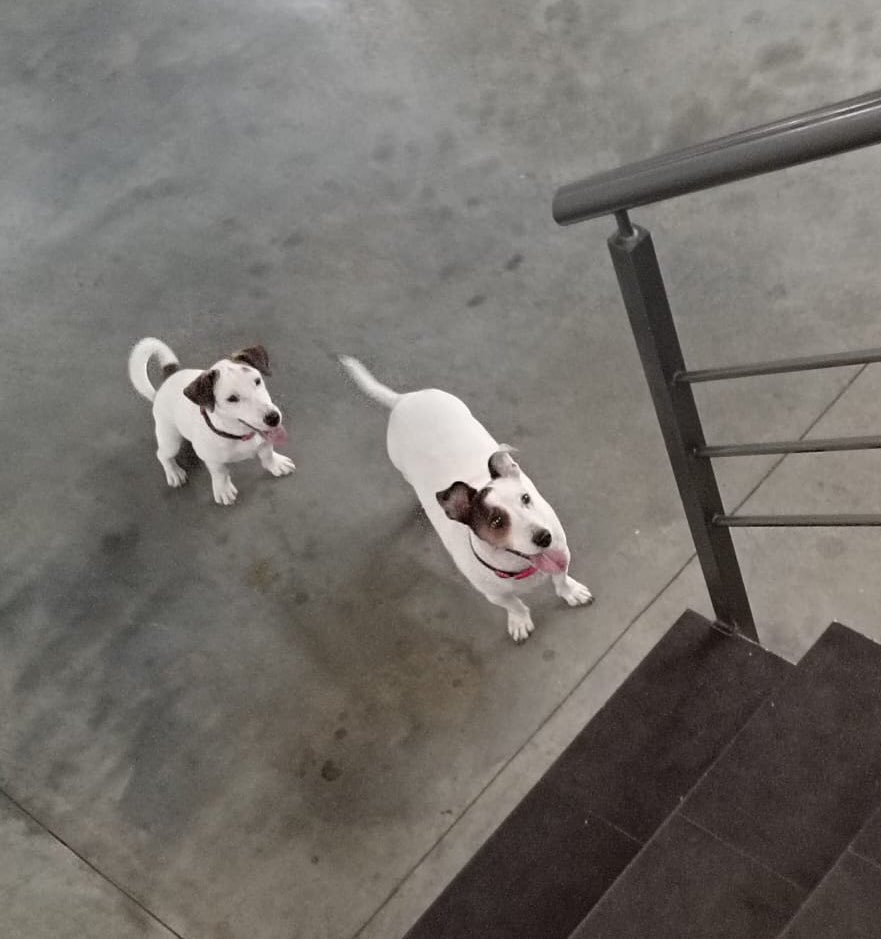 Hoy 31 de dic encontraron a estos hermosos perritos Jack Russell, perdidos, ladrando y pidiendo ayuda. Ahora están en el estacionamiento de Bolsa de Valores, esperando reencontrarse con su familia. 🐶🐶 Paso los datos del contacto. 0981361947 Sr Porfirio Gamarra
RT porfa