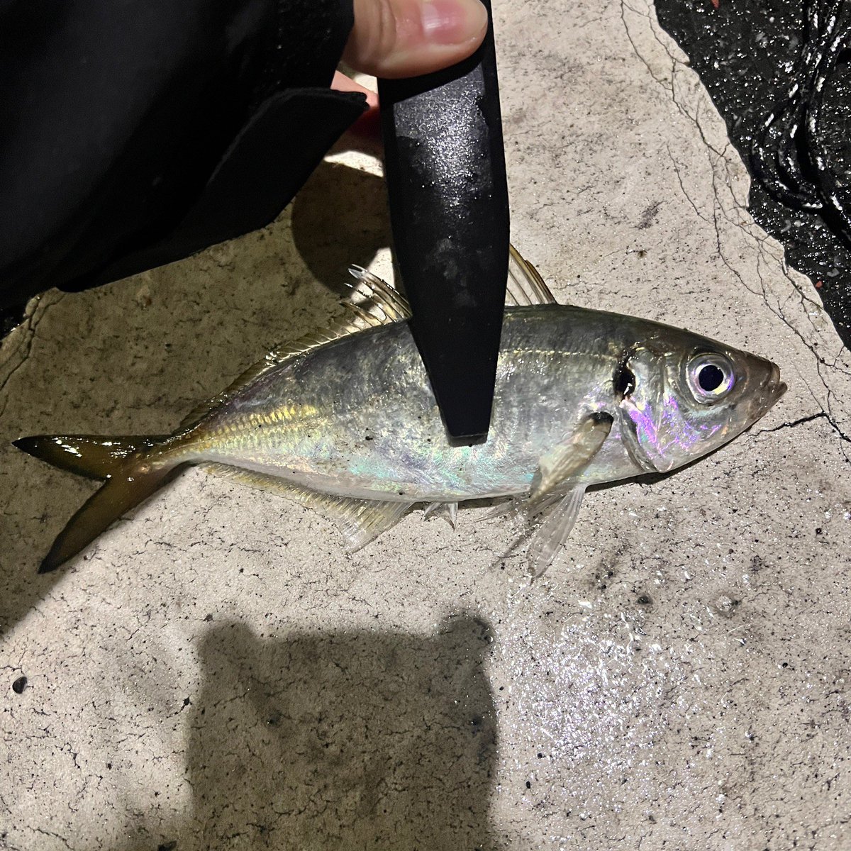 ひつき tweet media