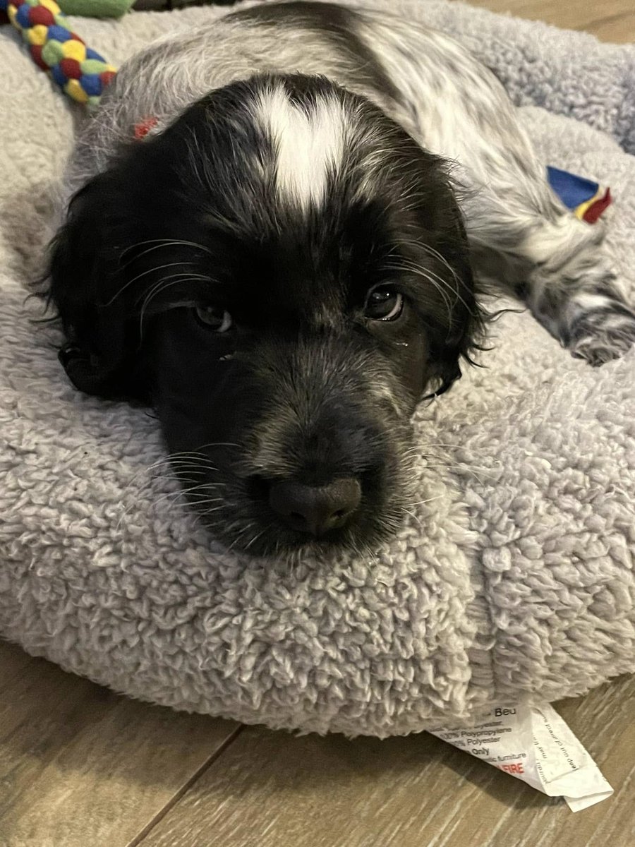 What a year it's been ✨

The countdown to midnight is still a little while away, and just like Indy, we're not sure we'll make it!

So, we might as well join in and snuggle up for the night 💤