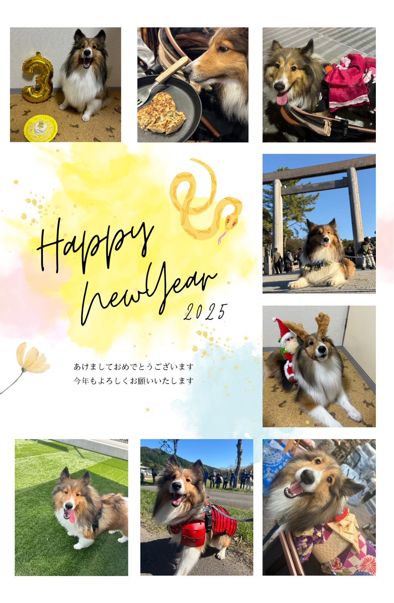 あけましておめでとうございます🐾
今年もよろしくお願いいたします。
#シェルティ