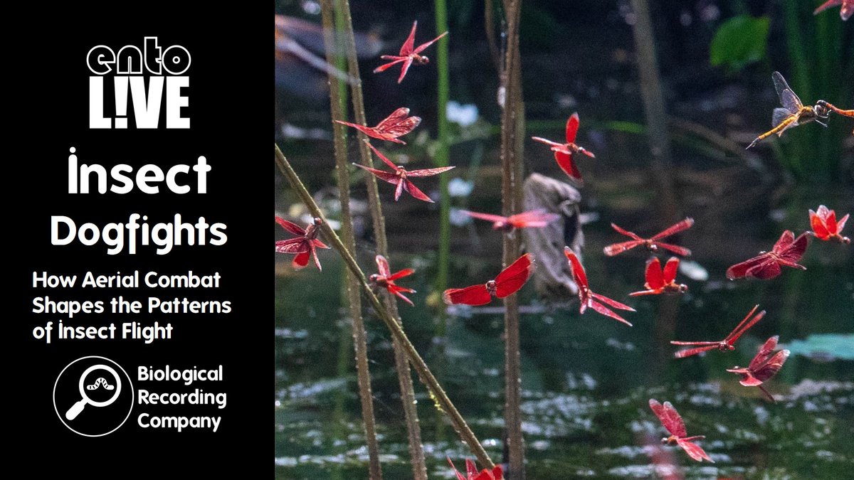 Keiron Derek Brown (@keirondbrown) on Twitter photo Free webinar with <a href="/samueltfabian/">Sam Fabian</a> on the epic aerial battles of insect flight! Discover how they fight for prey, mates & territory, with 3D reconstructions of their dogfights. 🪰✨
📅 03 Mar 25 | Online 🎟️ eventbrite.co.uk/e/957273048457
<a href="/Buzz_dont_tweet/">Buglife</a> <a href="/BDSdragonflies/">British Dragonfly Society</a> <a href="/FieldStudiesC/">Field Studies Council</a> Free webinar with <a href="/samueltfabian/">Sam Fabian</a> on the epic aerial battles of insect flight! Discover how they fight for prey, mates & territory, with 3D reconstructions of their dogfights. 🪰✨
📅 03 Mar 25 | Online 🎟️ eventbrite.co.uk/e/957273048457
<a href="/Buzz_dont_tweet/">Buglife</a> <a href="/BDSdragonflies/">British Dragonfly Society</a> <a href="/FieldStudiesC/">Field Studies Council</a>