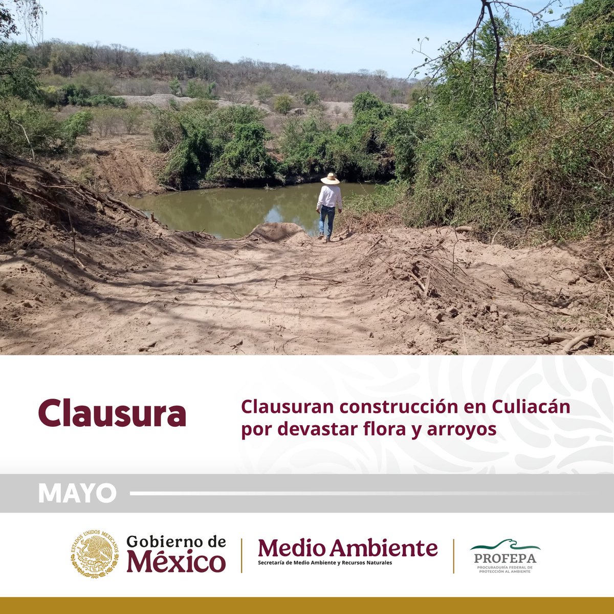 PROFEPA_Mx's tweet photo. 🌿 La Profepa llevó a cabo clausuras en Yucatán, Quintana Roo y Sinaloa para proteger los manglares, áreas tortugueras y arroyos devastados. El compromiso es claro: garantizar el equilibrio ecológico. 💚
#Mayo #CuidamosLaTierra #Profepa2024 👉🏼 https://t.co/nluKtcEND3
@SEMARNAT_mx https://t.co/dlhDyamtvi