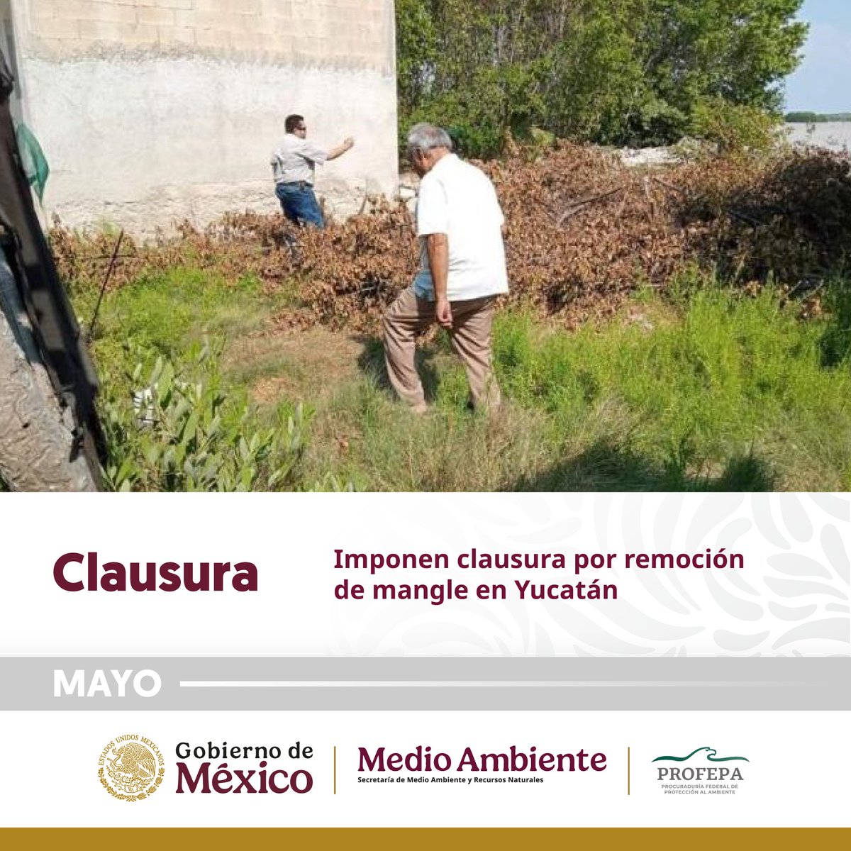 PROFEPA_Mx's tweet photo. 🌿 La Profepa llevó a cabo clausuras en Yucatán, Quintana Roo y Sinaloa para proteger los manglares, áreas tortugueras y arroyos devastados. El compromiso es claro: garantizar el equilibrio ecológico. 💚
#Mayo #CuidamosLaTierra #Profepa2024 👉🏼 https://t.co/nluKtcEND3
@SEMARNAT_mx https://t.co/dlhDyamtvi