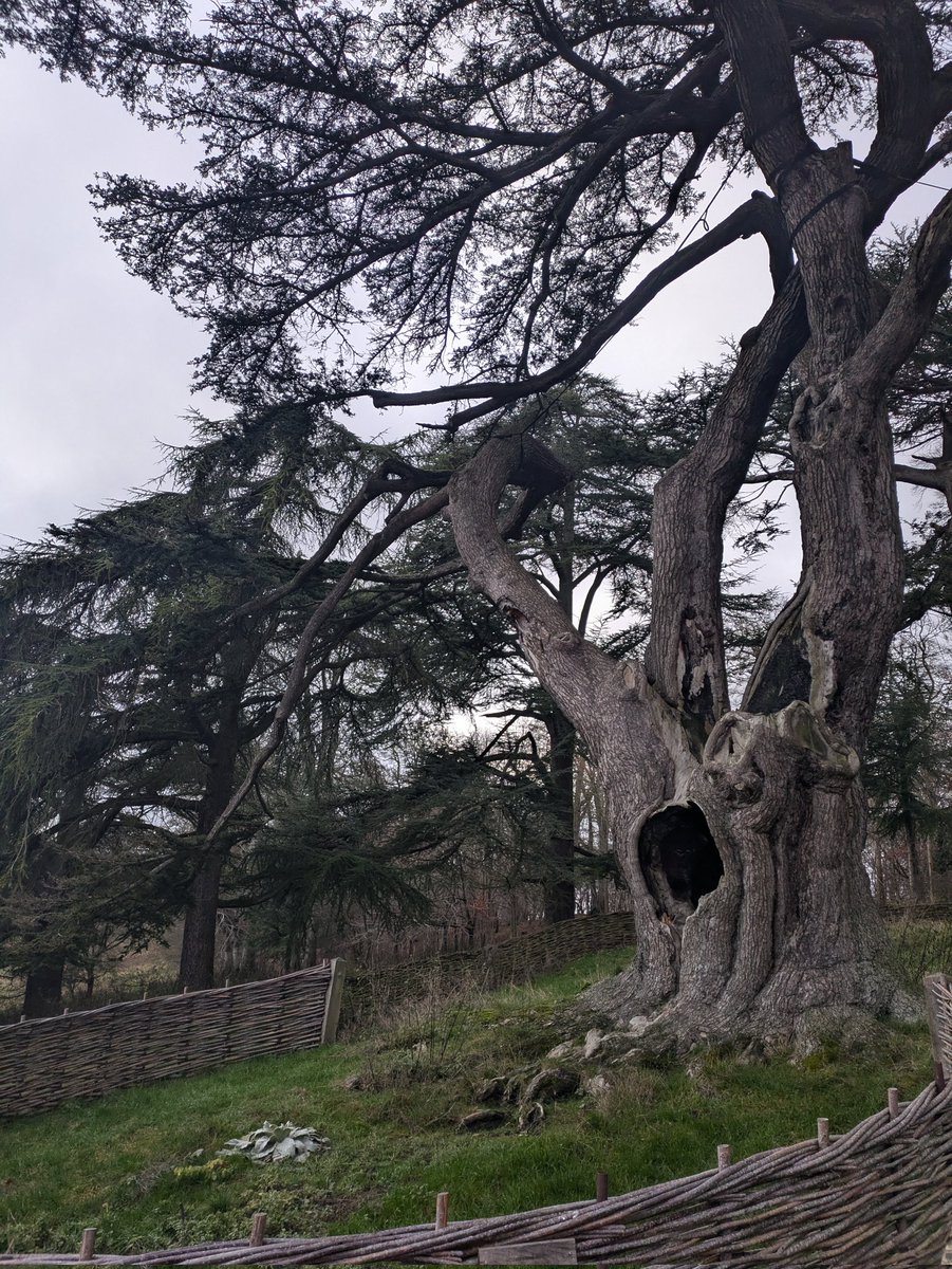 FCoroado's tweet image. The Whomping Willow from Harry Potter, standing proudly at Blenheim Palace, extends its branches to wish everyone a happy new year