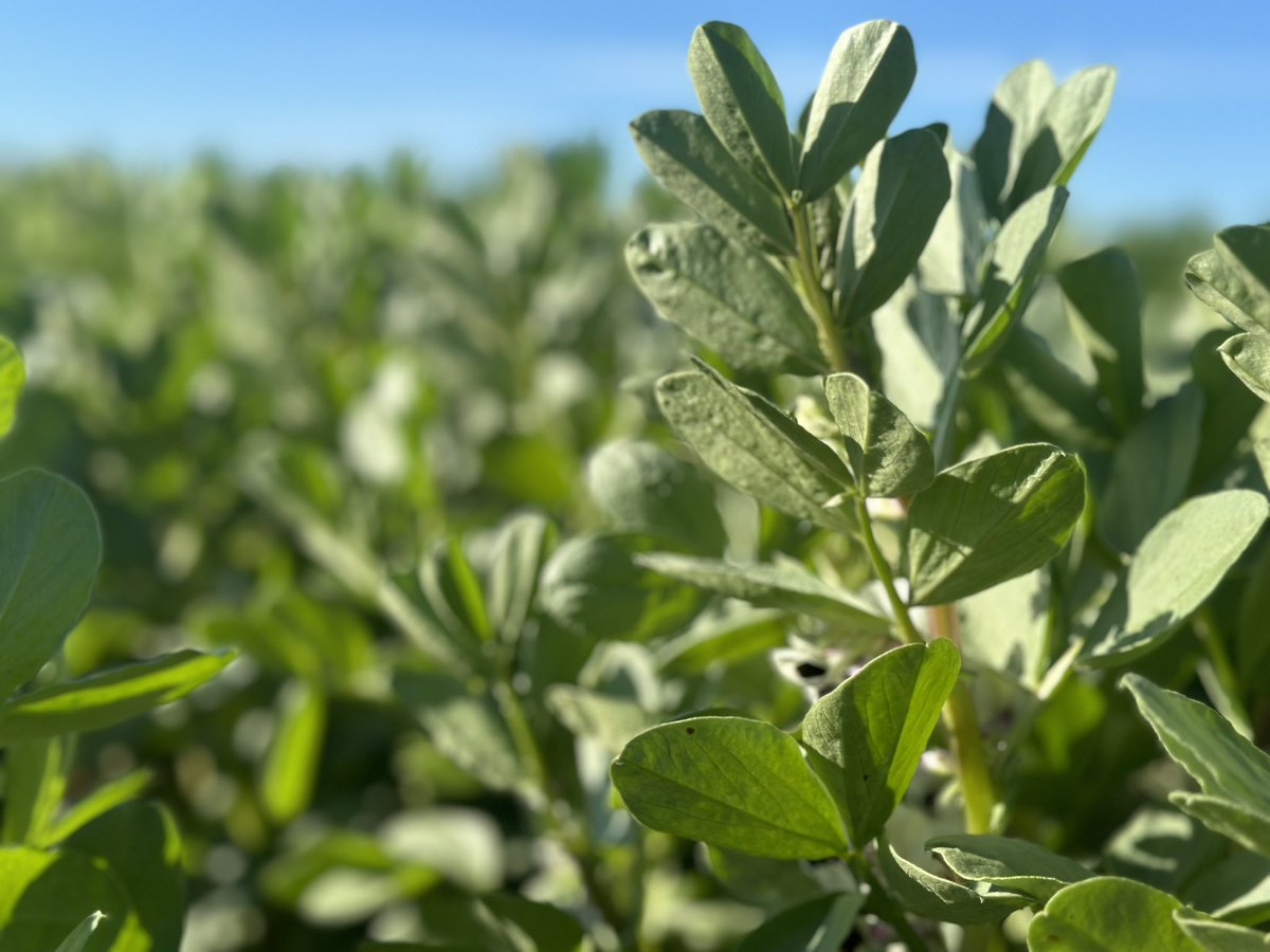 Are you focussing on the right things to achieve your farming goals?

Could a fresh perspective bring value to your farming business?

If you’re looking for a fresh set of 👀 in 2025 then feel free to get in touch for a chat to see how we could fit into your business.
#GrowmoreAg