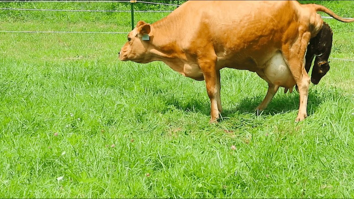 Go mbeirimid bó ar an am seo aríst