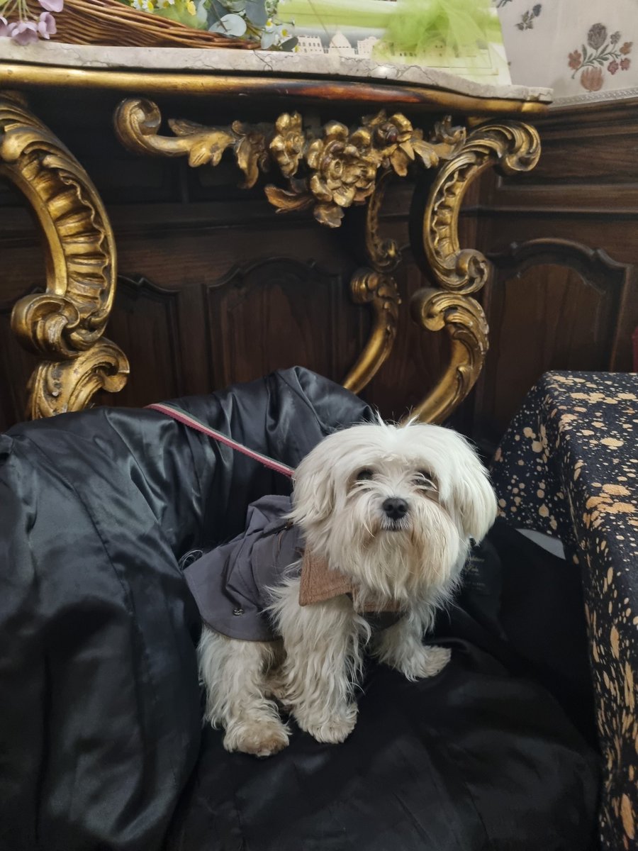 Doctor Zhivago wishes you a very happy New Year 2025, less social media and more cuddles to brain-damaged humans. This is a homage to Zeno and Diogenes.