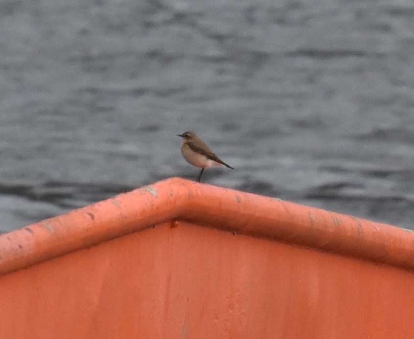 Reuben Braddock tweet media