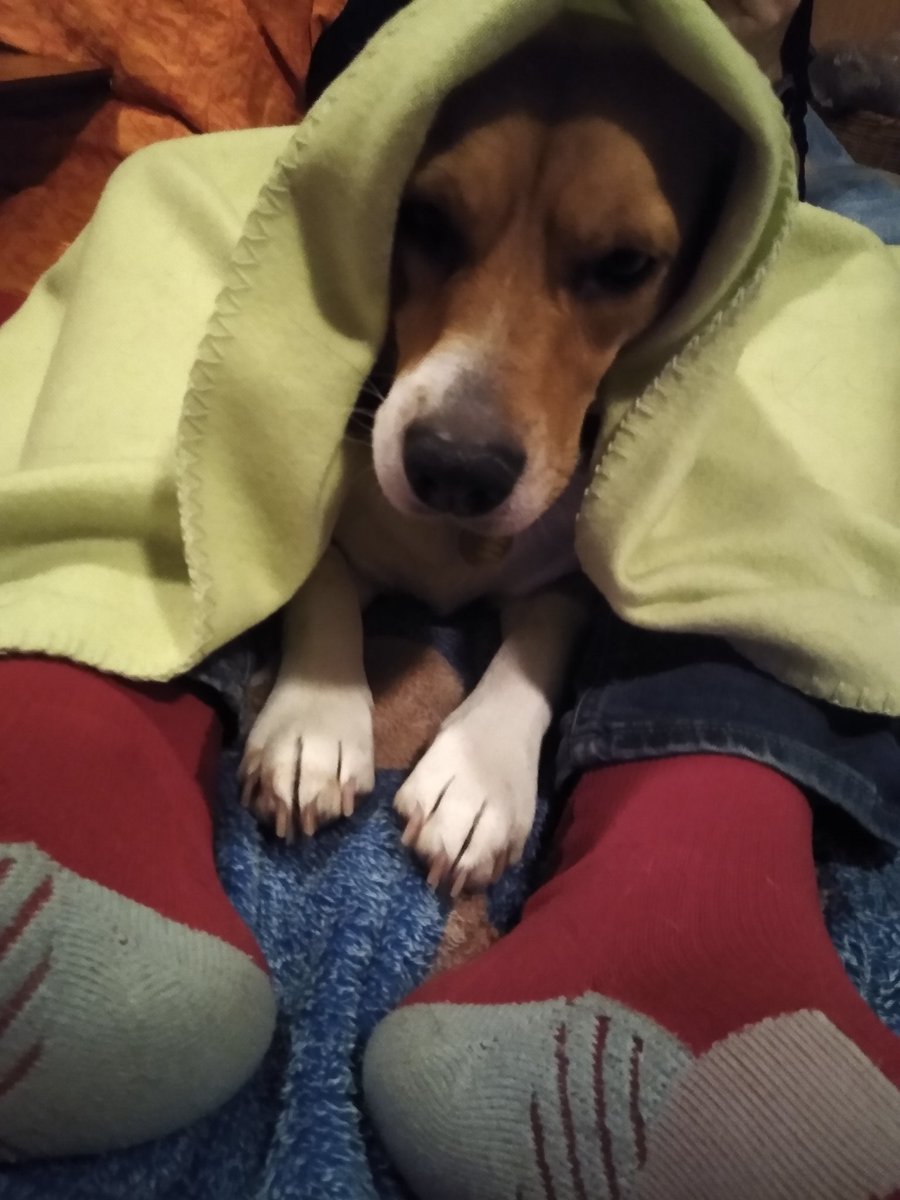 As soon as you have pets New Year's Eve is planned and blocked. Imagine what fireworks are doing to the wildlife outside.