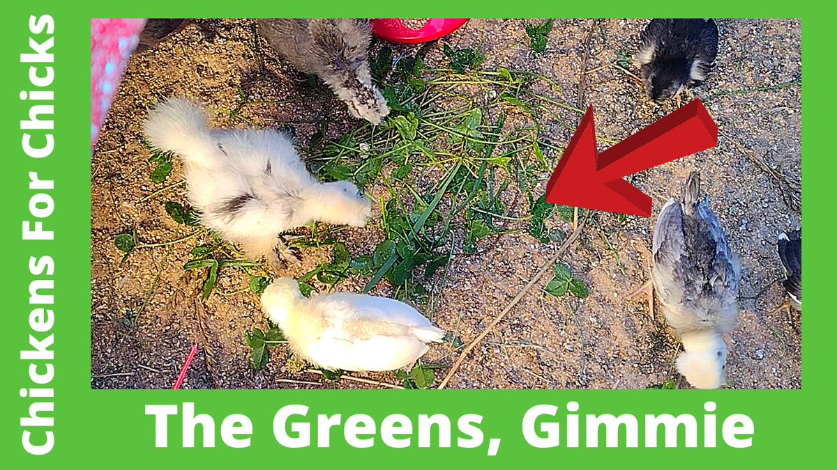 Chickens4Chicks's tweet photo. Chick Flick 6-11-22 Silkie Chicks Growing
https://t.co/6VNQfgaaSd
#babychicks #silkies #chicks https://t.co/pBMHKGVch7