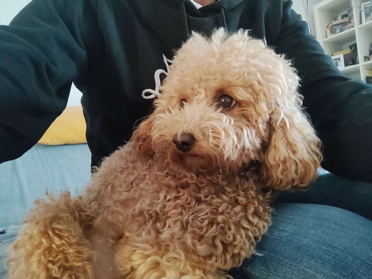 Manudaprato's tweet image. Buon anno a tutti dal mio cucciolotto #Mojito #LaBruna