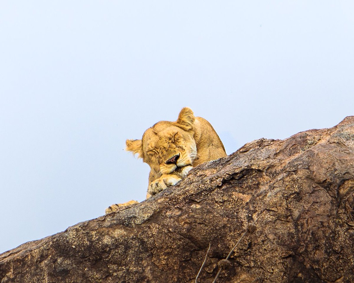 ToursExciting's tweet photo. Content for Exciting African Tours: Local Friendly Travel Guide

Discover Africa Like a Local
Embark on an unforgettable journey with Exciting African Tours, your trusted local travel guide. Explore breathtaking landscapes, immerse yourself in vibrant cultures, and experience authentic African hospitality. Our team of expert guides—rooted in the communities we serve—ensures every adventure is safe, enriching, and truly unique.
#ExcitingNews 
#Excitingafricantours 
#travelbylocalafrica