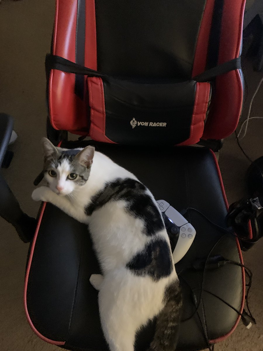 libraryofcats's tweet photo. cat https://t.co/VToyDPHEDP