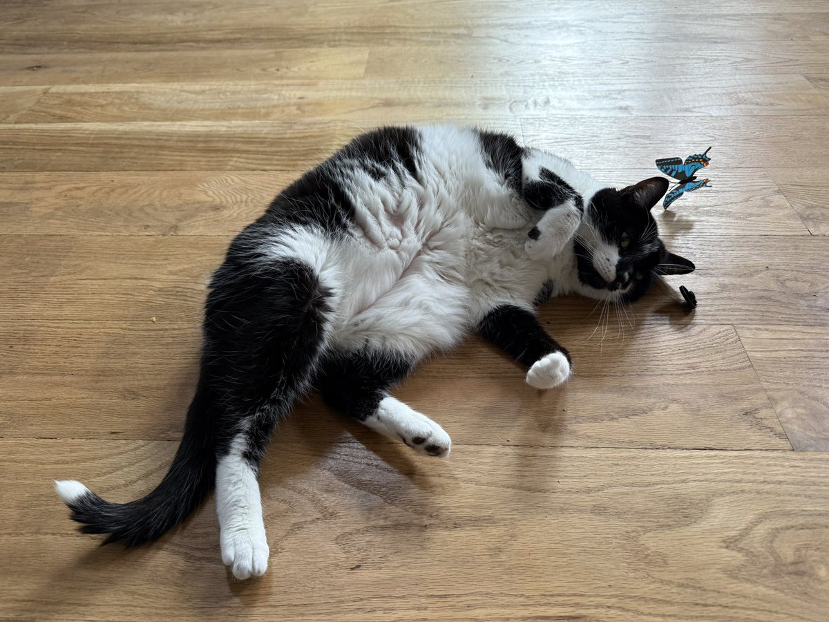 Mr. Kitty tweet media