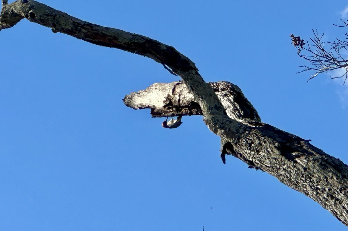 AutosandMore's tweet image. Is it a sign of bad weather when the woodpeckers are working upside down? 🤣⁦@wbir⁩ ⁦@10weather⁩ ⁦@Rebecca_SweetWX⁩ #kodak #frenchbroadriver ⁦@JillAnnAllen⁩ #allenfamilybackyard #happynewyear #govols