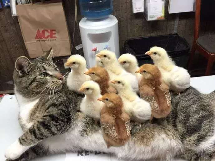 libraryofcats's tweet photo. cat https://t.co/usz1ZxjwNt